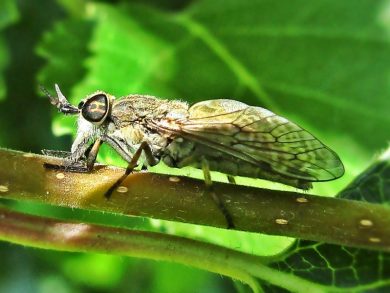 regendaas (Haematopota pluvialis)