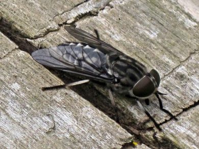 Tabanus autumnalis