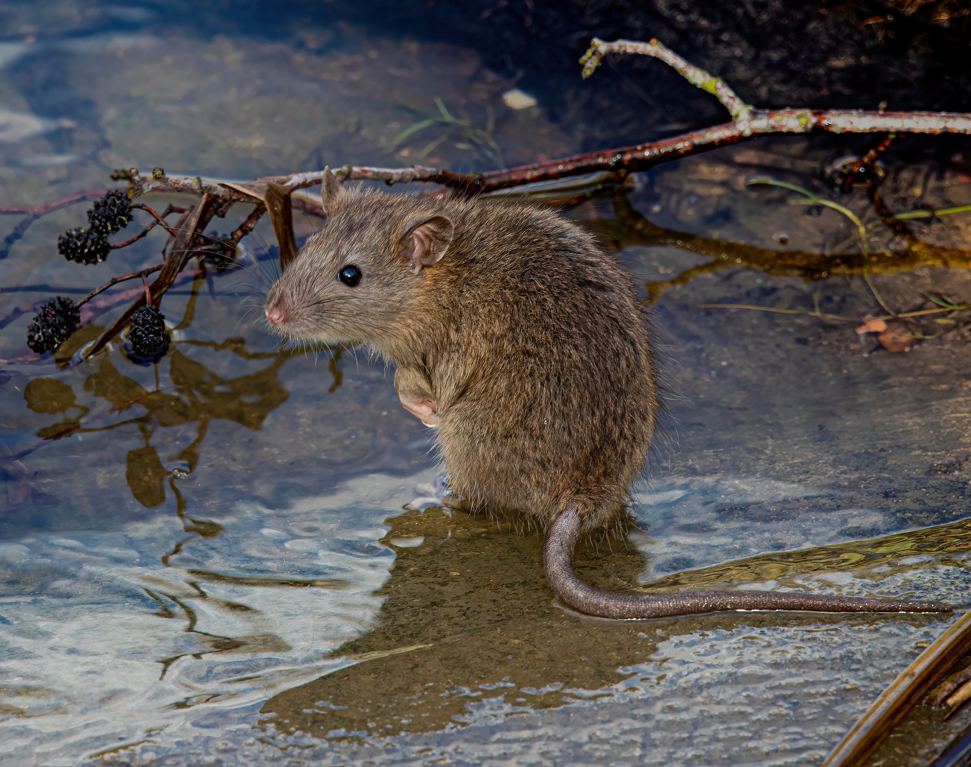 Мышь в воде. Ондатра Речная крыса. Речная полевка. Водяная мышь. Крыса плавает.