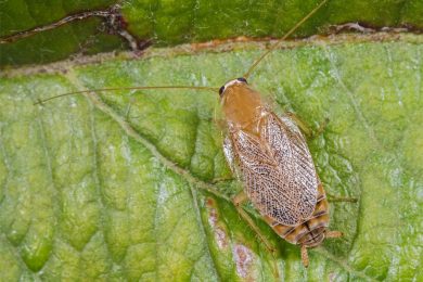 Ectobius pallidus 2 (bleke kakkerlak)