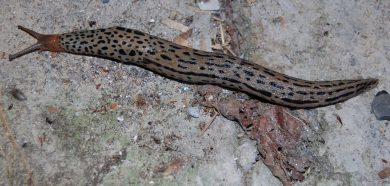 Limax maximus 2 (tijgerslak)