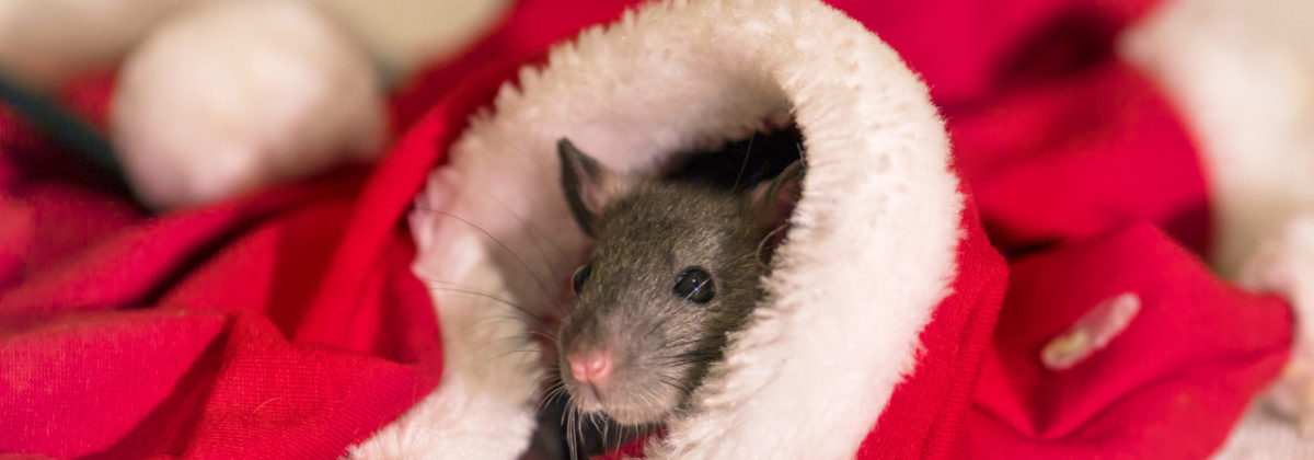 Dark rat in the christmas hat