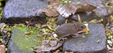 house-mouse-3421139_1280 PD