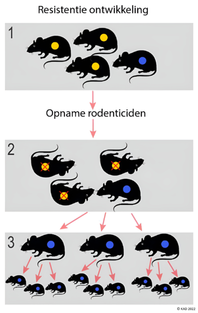 Opname rodenticiden1