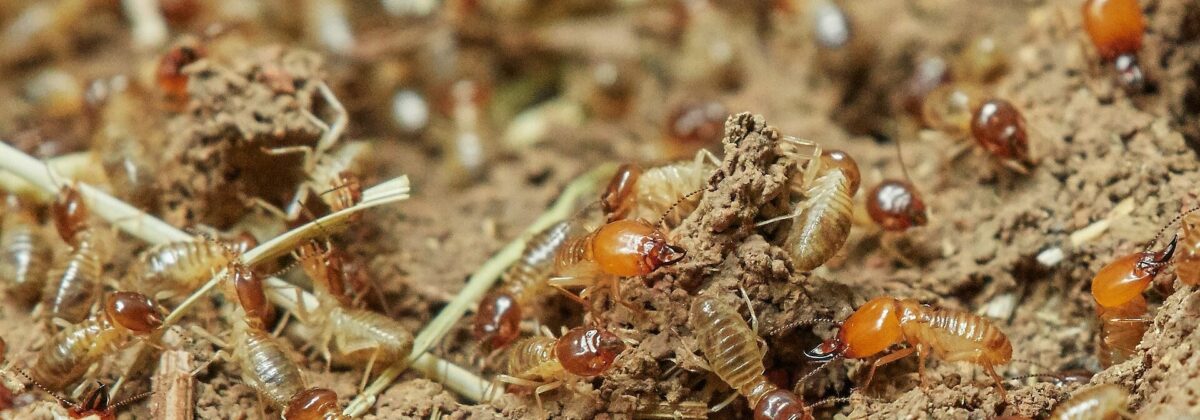 termieten (isoptera)