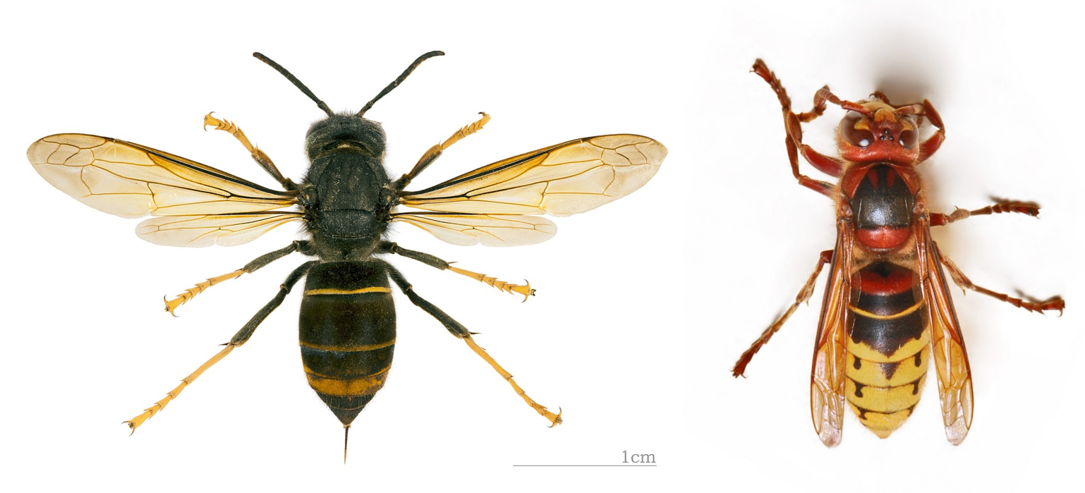 Aziatische hoornaar + Europese hoornaar