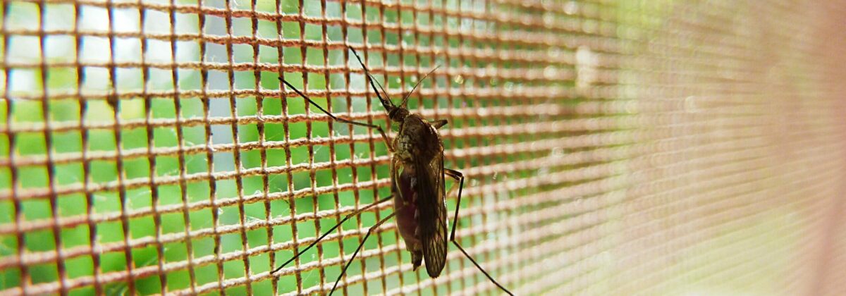mosquito-19487 public domain pixabay