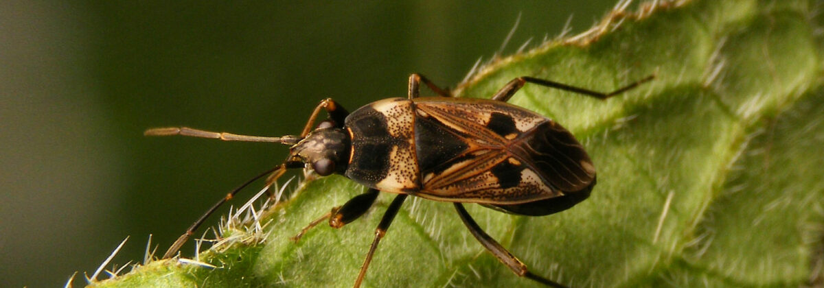rhyparochromus vulgaris (gewone rookwants)