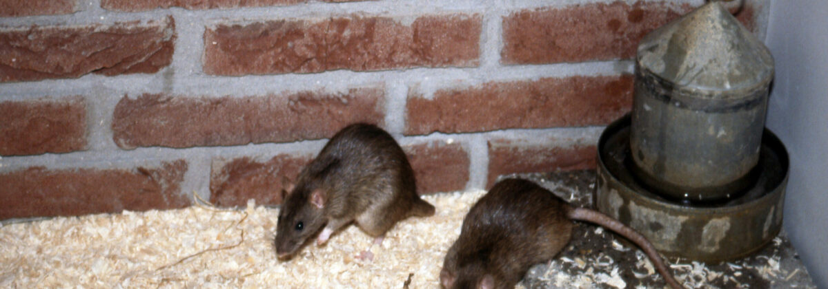 bruine rat – klimproeven 94
