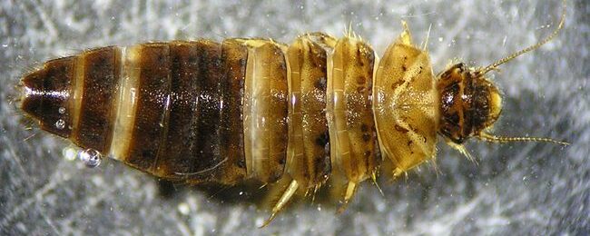 Scirtidae_larvae (PD)
