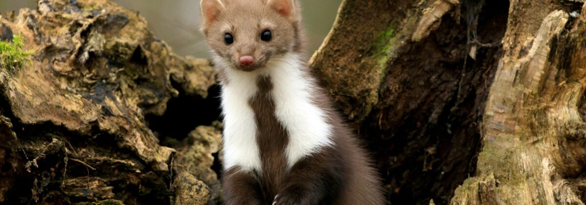 steenmarter (martes foina) PD