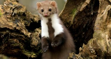 steenmarter (martes foina) PD