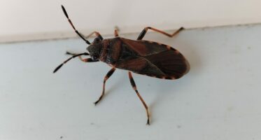 iepenridderwants (Arocatus melanocephalus) [CC0]