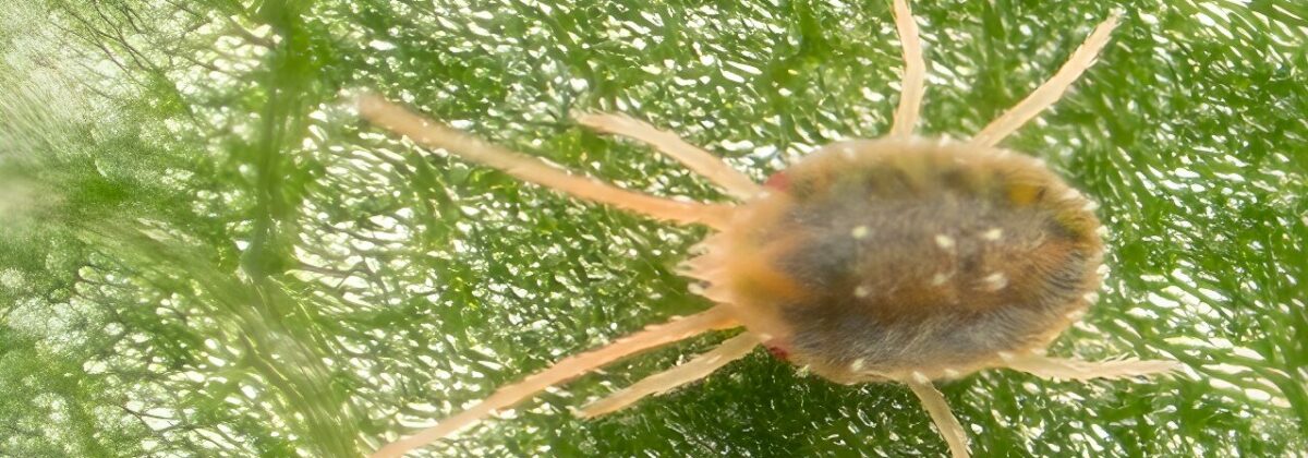 spintmijt_(Bryobia)_[CC0]_upscaled