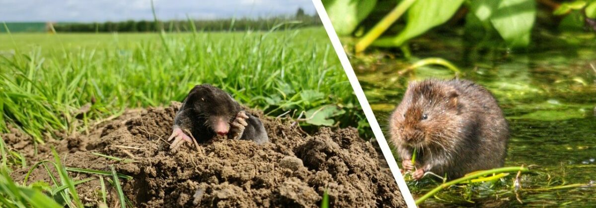 mollen en woelratten