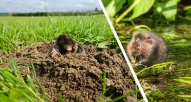 mollen en woelratten