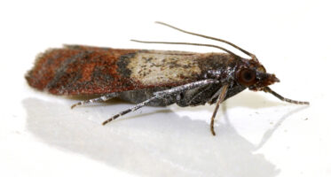 Vruchtmot (Plodia interpunctella) [CC0]