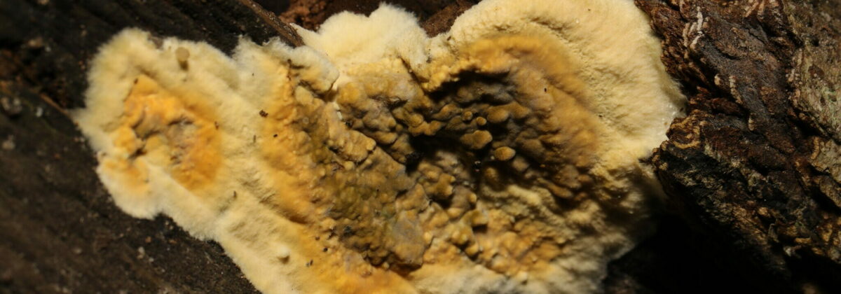 kelderzwam (Coniophora puteana) [CC0]