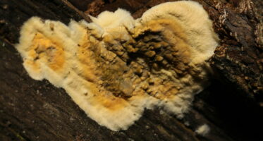 kelderzwam (Coniophora puteana) [CC0]