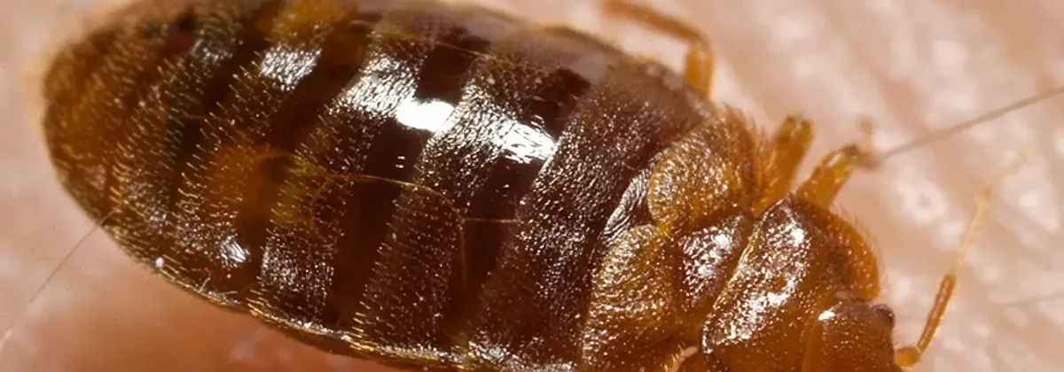 bed-bug-cimex-lectularius