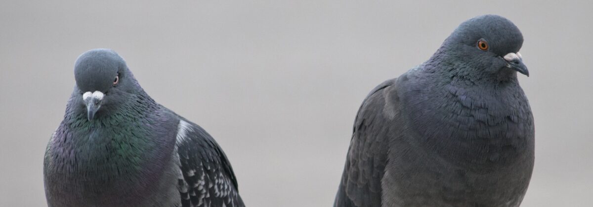 love-birds-1517297518uT5