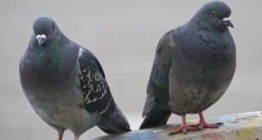 love-birds-1517297518uT5