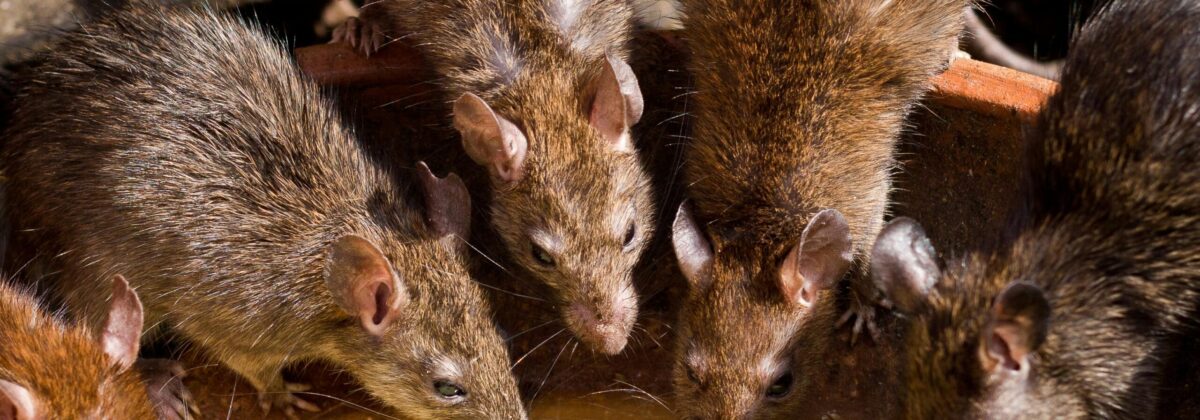 pexels-photo-2302804