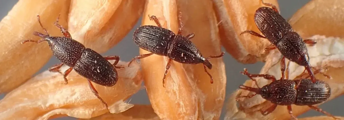 sitophilus-granarius-tp03