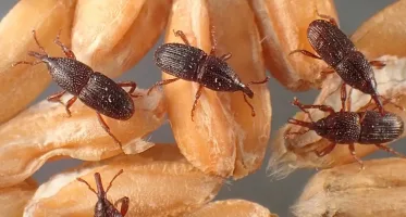 sitophilus-granarius-tp03