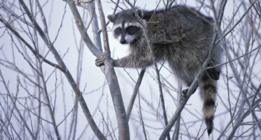 wasbeer (Procyon lotor) [CC0]