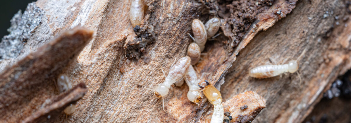 JittebugEntoArt_Reticulitermes-flavipes_20230418_IMG_1656
