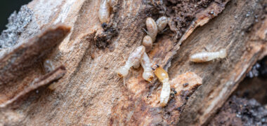 JittebugEntoArt_Reticulitermes-flavipes_20230418_IMG_1656