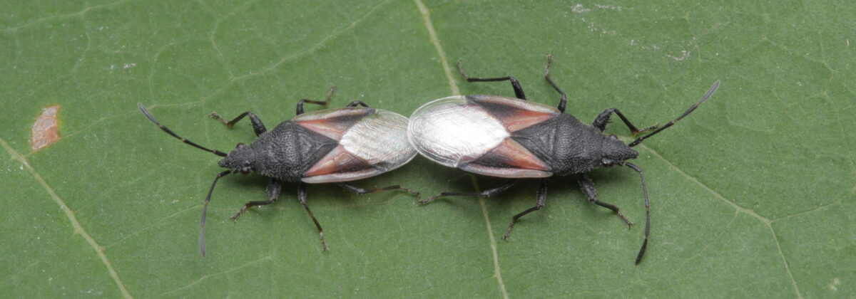 lindenspitskop (Oxycarenus lavaterae) [CC0]