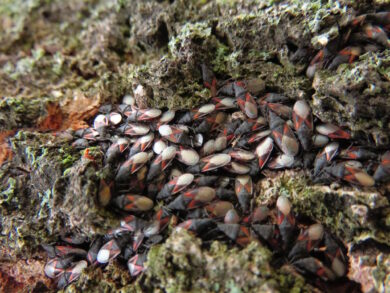 lindenspitskop op boom (Oxycarenus lavaterae) [CC0]