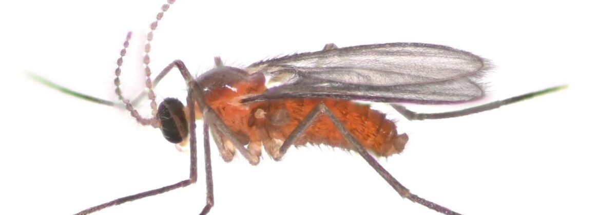 galmug, genus Leucecis (Cecidomyiidae) 2 [CC0]