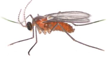 galmug, genus Leucecis (Cecidomyiidae) 2 [CC0]