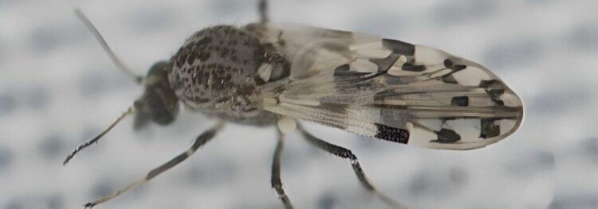 knutten (geslacht Culicoides) [CC0]