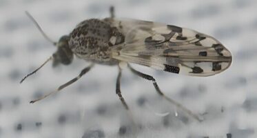 knutten (geslacht Culicoides) [CC0]